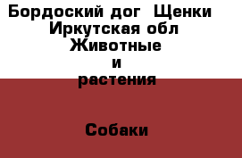 Бордоский дог. Щенки - Иркутская обл. Животные и растения » Собаки   